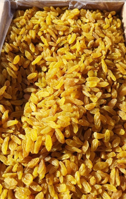 کشمش طلایی قلمی لوکس کاشمر صادراتی