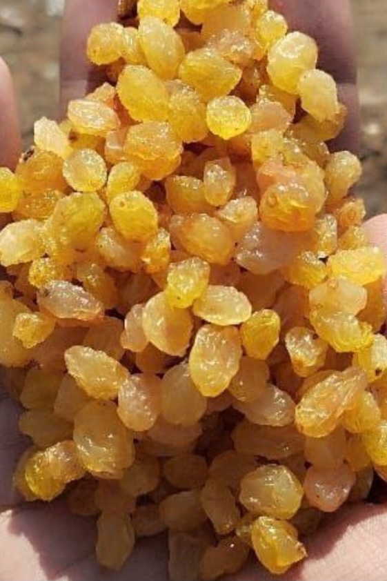 کشمش طلایی (گلدن ملکان) درجه یک،صادراتی